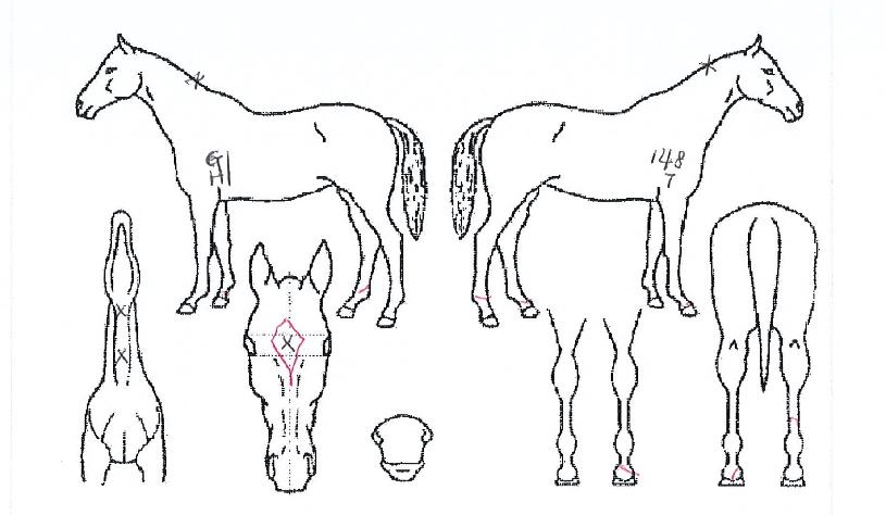 ���Ƴѹ����� ����,���,�޸�,�λ�,�ٸ��� Ư¡����