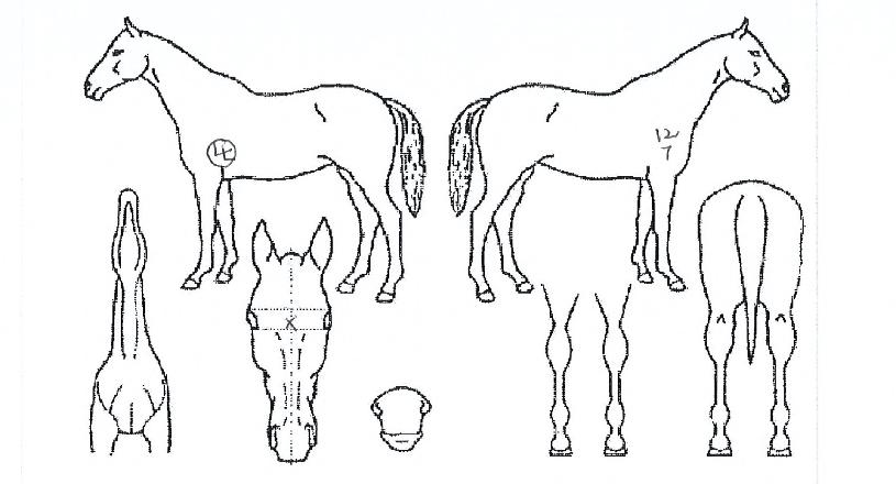 Ãâ¼¼°¡µµÀÇ Ãø¸é,¿ì¸é,µÞ¸é,µÎ»ó,´Ù¸®ÀÇ Æ¯Â¡µµÇØ