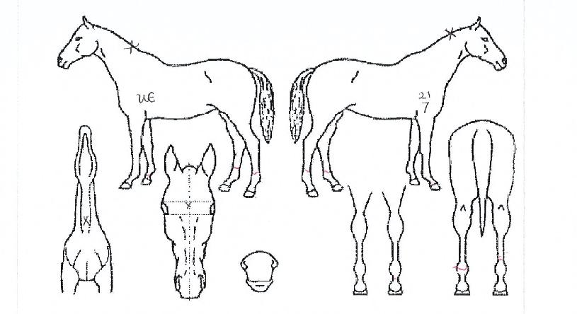 ö������ ����,���,�޸�,�λ�,�ٸ��� Ư¡����