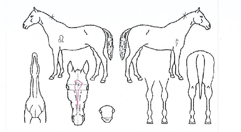 ÄÄÇø®Æ®Âù½ºÀÇ Ãø¸é,¿ì¸é,µÞ¸é,µÎ»ó,´Ù¸®ÀÇ Æ¯Â¡µµÇØ