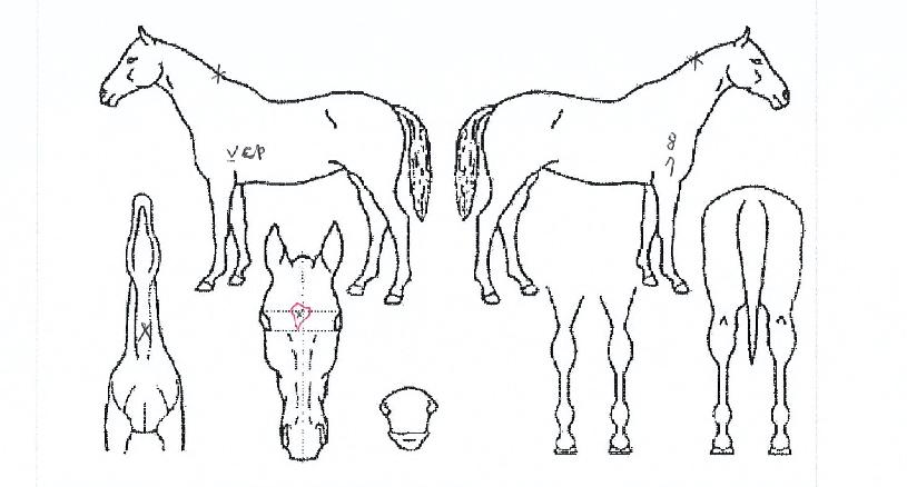 �̽�Ʈ����Ʈ�� ����,���,�޸�,�λ�,�ٸ��� Ư¡����