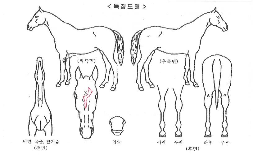 ¿À¸¶À̼±ÀÚ¸¶ÀÇ Ãø¸é,¿ì¸é,µÞ¸é,µÎ»ó,´Ù¸®ÀÇ Æ¯Â¡µµÇØ