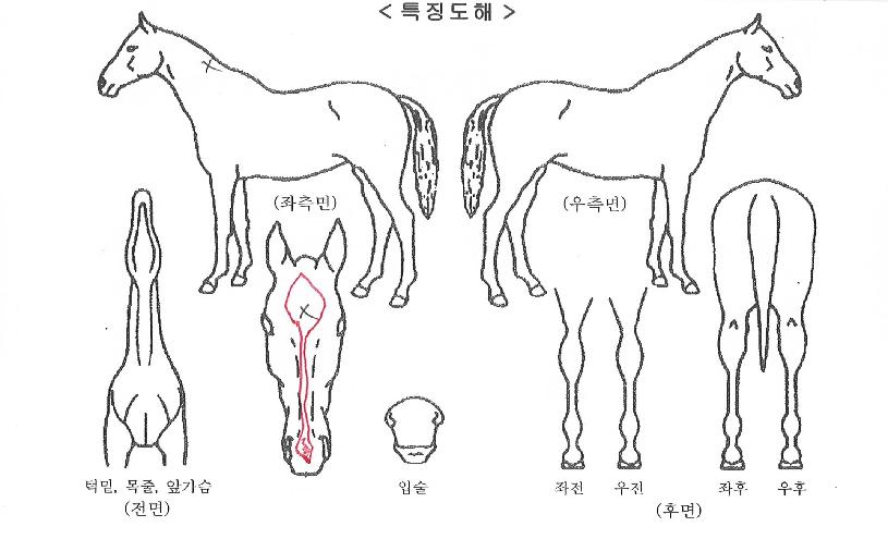 �������ũ�ڸ��� ����,���,�޸�,�λ�,�ٸ��� Ư¡����