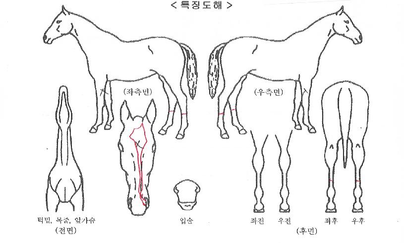 Æ÷¿¡¸¶ÀÚ¸¶ÀÇ Ãø¸é,¿ì¸é,µÞ¸é,µÎ»ó,´Ù¸®ÀÇ Æ¯Â¡µµÇØ