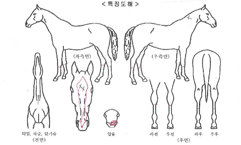 ������ ����,���,�޸�,�λ�,�ٸ��� Ư¡����