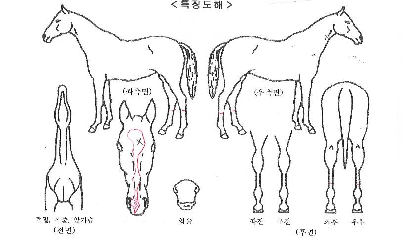 ŷ����ڸ��� ����,���,�޸�,�λ�,�ٸ��� Ư¡����