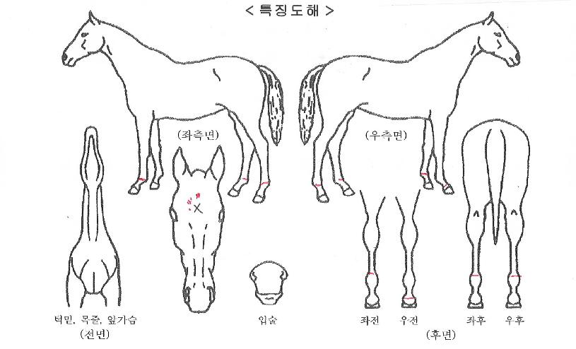 ¿µ±¤ÀÇÇÔ¼ºÀÇ Ãø¸é,¿ì¸é,µÞ¸é,µÎ»ó,´Ù¸®ÀÇ Æ¯Â¡µµÇØ
