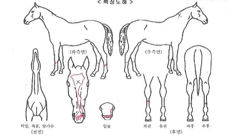 �ٶ���ڸ��� ����,���,�޸�,�λ�,�ٸ��� Ư¡����