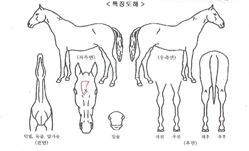 �ö��״��̾��� ����,���,�޸�,�λ�,�ٸ��� Ư¡����