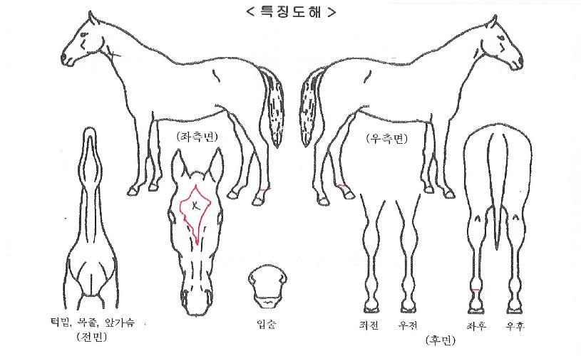 ����������Ʈ�� ����,���,�޸�,�λ�,�ٸ��� Ư¡����