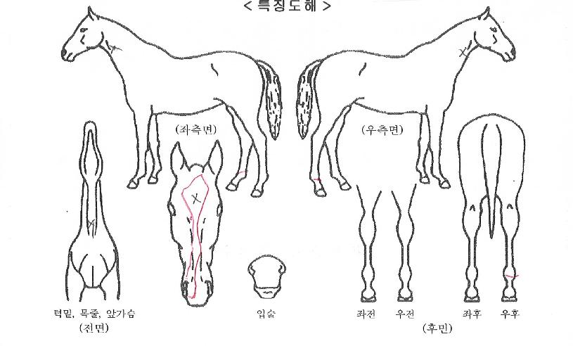 Ÿ�̰ŷ��� ����,���,�޸�,�λ�,�ٸ��� Ư¡����