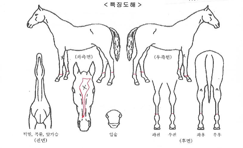 žµå¸²ÀÇ Ãø¸é,¿ì¸é,µÞ¸é,µÎ»ó,´Ù¸®ÀÇ Æ¯Â¡µµÇØ