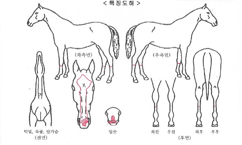 Ä¿¸à¼¨¸®ÀÚ¸¶ÀÇ Ãø¸é,¿ì¸é,µÞ¸é,µÎ»ó,´Ù¸®ÀÇ Æ¯Â¡µµÇØ