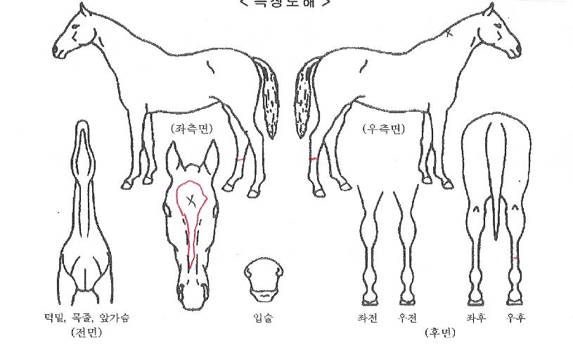 ¿þÀϵ帲ÀÇ Ãø¸é,¿ì¸é,µÞ¸é,µÎ»ó,´Ù¸®ÀÇ Æ¯Â¡µµÇØ