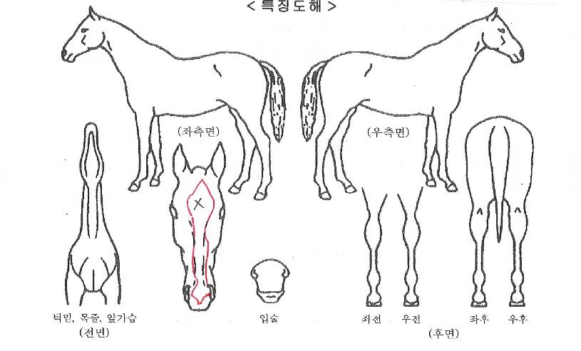 ����ڸ��� ����,���,�޸�,�λ�,�ٸ��� Ư¡����