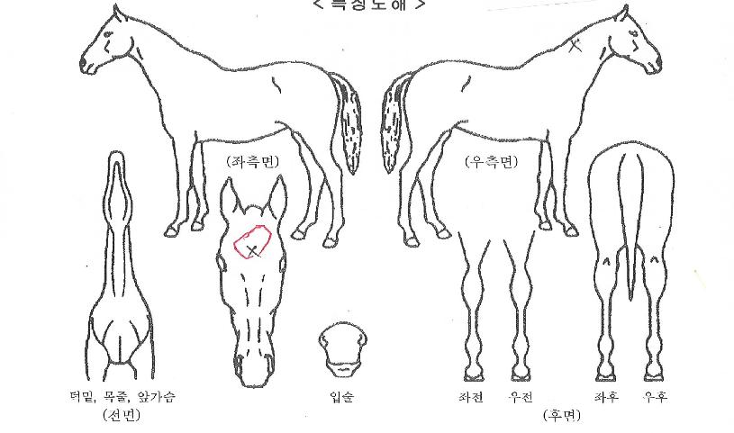 ±×¸°·¹ÀüµåÀÇ Ãø¸é,¿ì¸é,µÞ¸é,µÎ»ó,´Ù¸®ÀÇ Æ¯Â¡µµÇØ