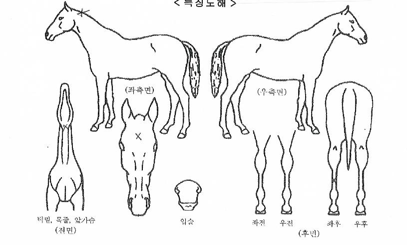 �Ƹ��ٿ���Ƽ�ڸ��� ����,���,�޸�,�λ�,�ٸ��� Ư¡����