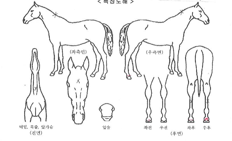 �ູ�Ѱ����ڸ��� ����,���,�޸�,�λ�,�ٸ��� Ư¡����