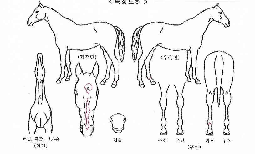 Áغ§·¯ÀÚ¸¶ÀÇ Ãø¸é,¿ì¸é,µÞ¸é,µÎ»ó,´Ù¸®ÀÇ Æ¯Â¡µµÇØ