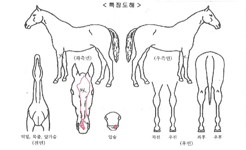 ���̾��� ����,���,�޸�,�λ�,�ٸ��� Ư¡����