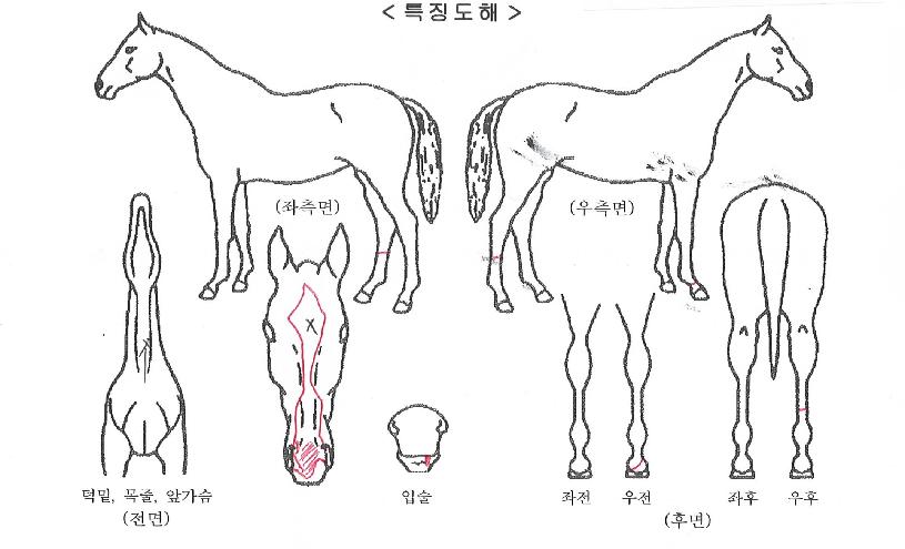 ¹®¸·¿ì»óÀÇ Ãø¸é,¿ì¸é,µÞ¸é,µÎ»ó,´Ù¸®ÀÇ Æ¯Â¡µµÇØ