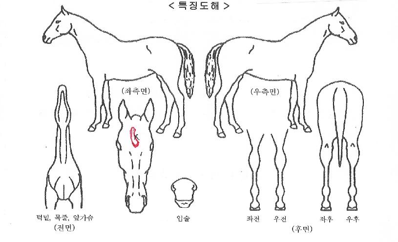 ½Ì°¡Æ÷¸£ÆÄƼÀÇ Ãø¸é,¿ì¸é,µÞ¸é,µÎ»ó,´Ù¸®ÀÇ Æ¯Â¡µµÇØ