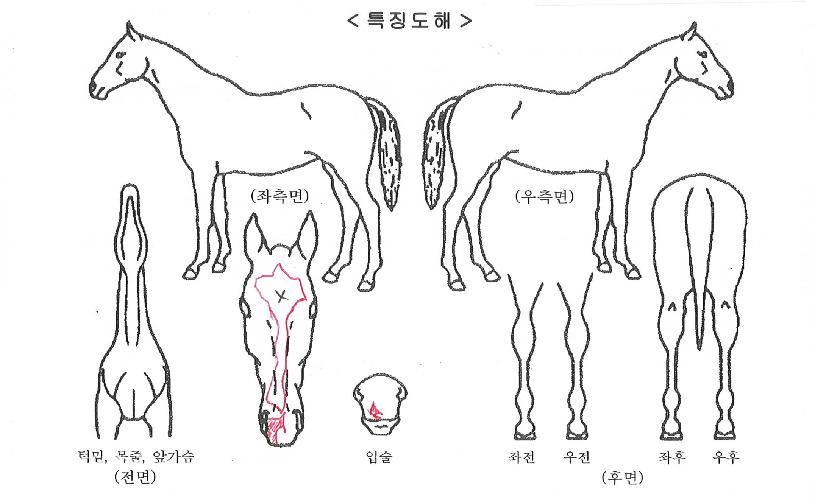 ��Ʈ���ڽ�Ʈ�ڸ��� ����,���,�޸�,�λ�,�ٸ��� Ư¡����