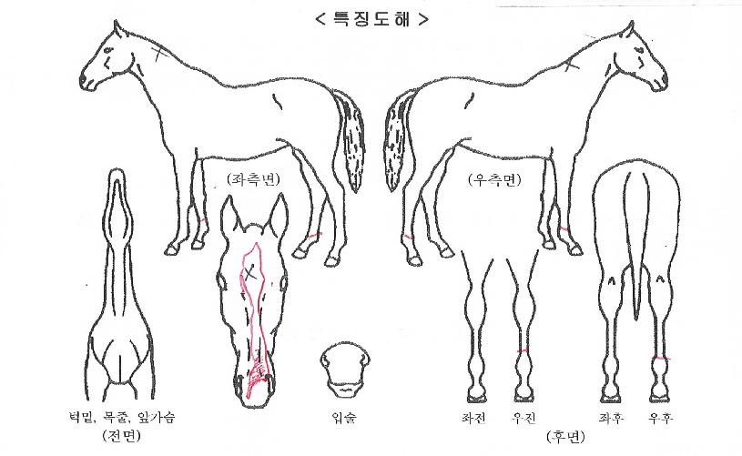 ��¹����� ����,���,�޸�,�λ�,�ٸ��� Ư¡����