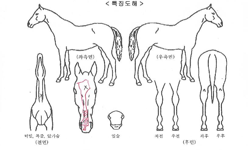 ¿£µå°ÔÀÓÀÇ Ãø¸é,¿ì¸é,µÞ¸é,µÎ»ó,´Ù¸®ÀÇ Æ¯Â¡µµÇØ