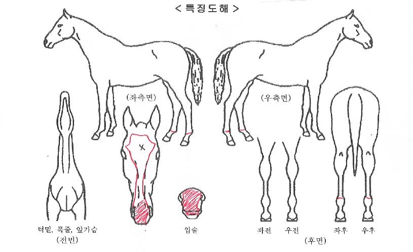 ¿ø´õÇ®¶óÀÎÀÚ¸¶ÀÇ Ãø¸é,¿ì¸é,µÞ¸é,µÎ»ó,´Ù¸®ÀÇ Æ¯Â¡µµÇØ