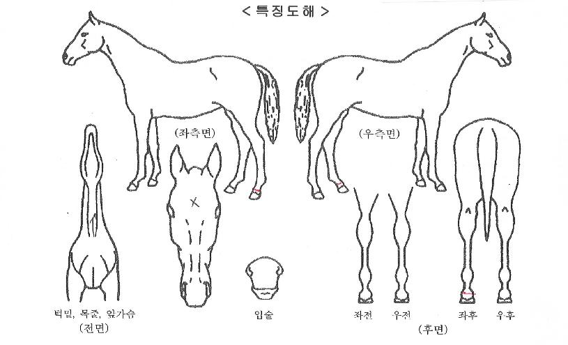 ���ʽ�Ÿ���� ����,���,�޸�,�λ�,�ٸ��� Ư¡����