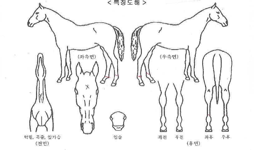 ���ڸ��ڸ��� ����,���,�޸�,�λ�,�ٸ��� Ư¡����