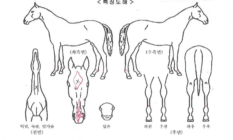 ÇѶóÃàÁ¦ÀÚ¸¶ÀÇ Ãø¸é,¿ì¸é,µÞ¸é,µÎ»ó,´Ù¸®ÀÇ Æ¯Â¡µµÇØ