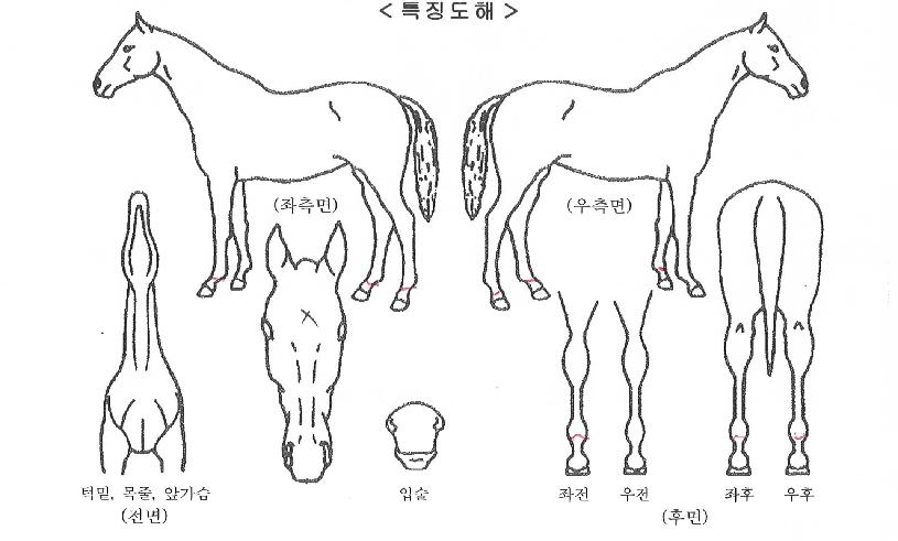 ���ƿ��ְ����� ����,���,�޸�,�λ�,�ٸ��� Ư¡����