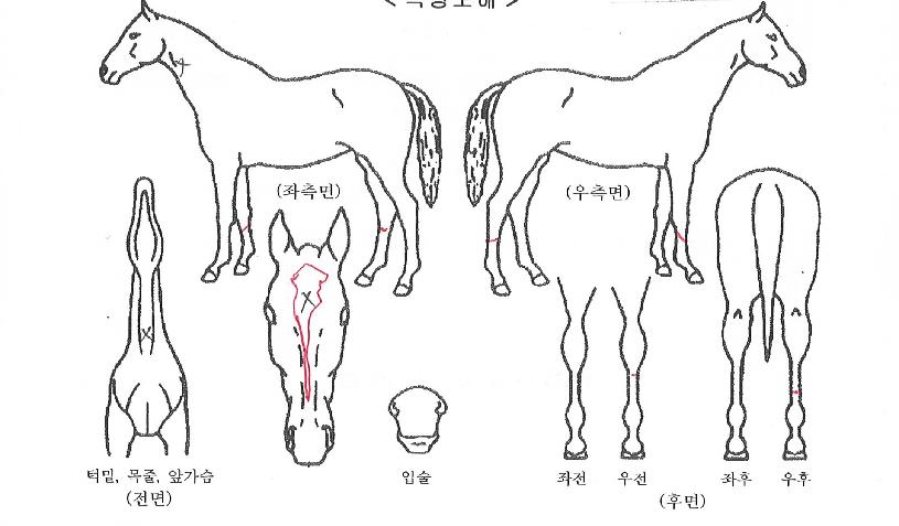 �Ǹ��ڸ��� ����,���,�޸�,�λ�,�ٸ��� Ư¡����