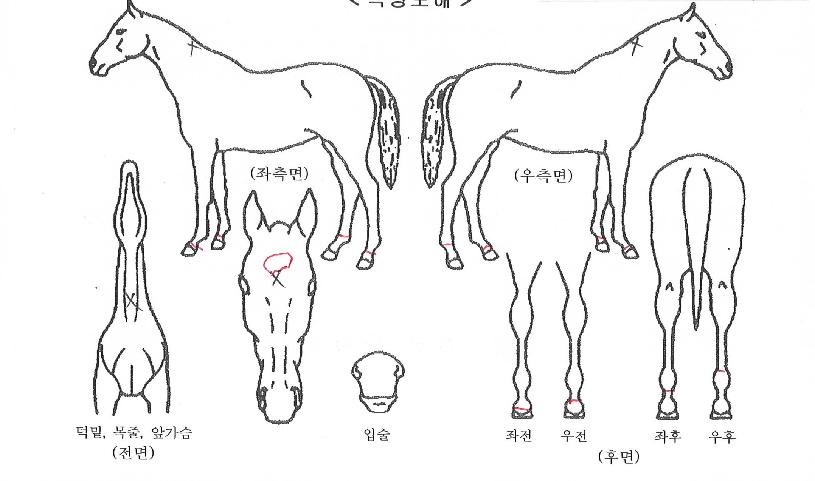 ¼±´õÅ©¶ó¿îÀÇ Ãø¸é,¿ì¸é,µÞ¸é,µÎ»ó,´Ù¸®ÀÇ Æ¯Â¡µµÇØ