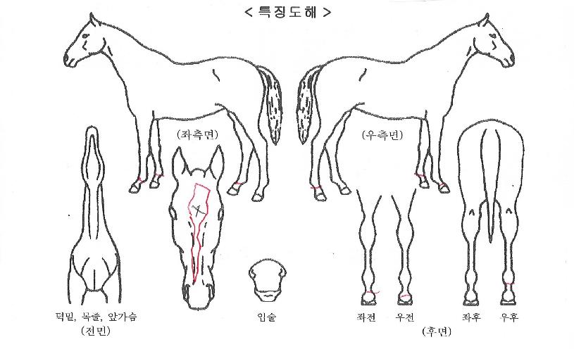 ÈÀÌÆ®¸¶¸°ÀÇ Ãø¸é,¿ì¸é,µÞ¸é,µÎ»ó,´Ù¸®ÀÇ Æ¯Â¡µµÇØ