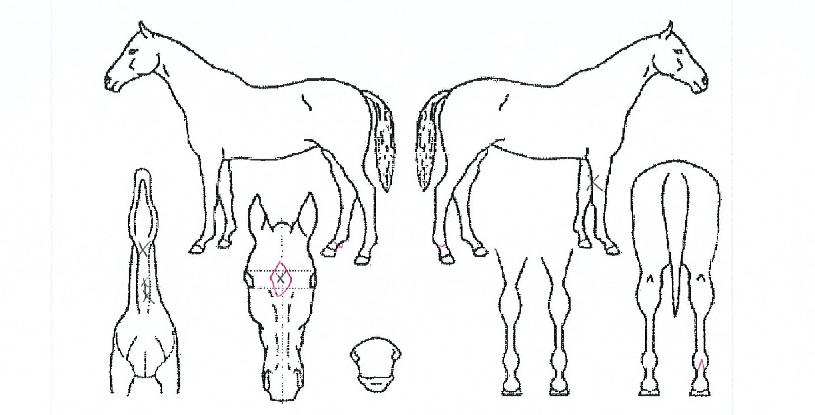 ¿À¼¶½ºÇÁ¸µ½ºÀÇ Ãø¸é,¿ì¸é,µÞ¸é,µÎ»ó,´Ù¸®ÀÇ Æ¯Â¡µµÇØ