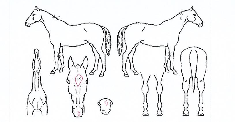 Äü½Ç¹öŰưÀÇ Ãø¸é,¿ì¸é,µÞ¸é,µÎ»ó,´Ù¸®ÀÇ Æ¯Â¡µµÇØ