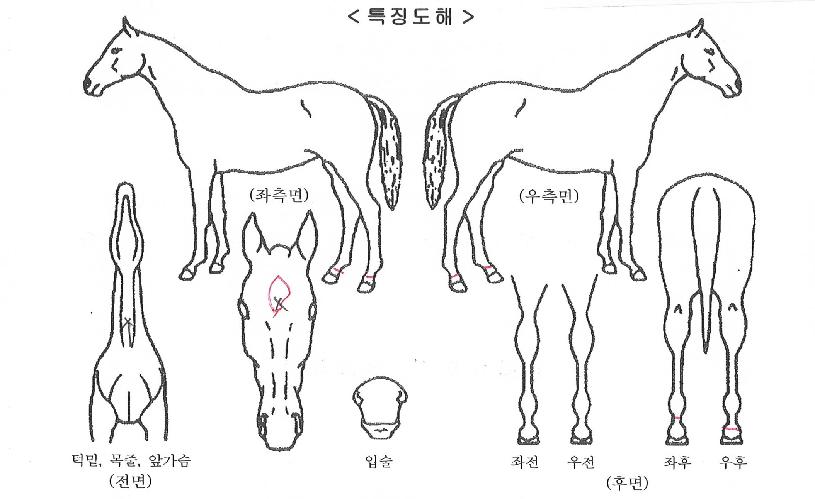 �ٽ������ ����,���,�޸�,�λ�,�ٸ��� Ư¡����