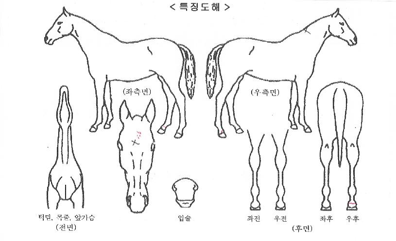 �����۽�Ʈ�� ����,���,�޸�,�λ�,�ٸ��� Ư¡����