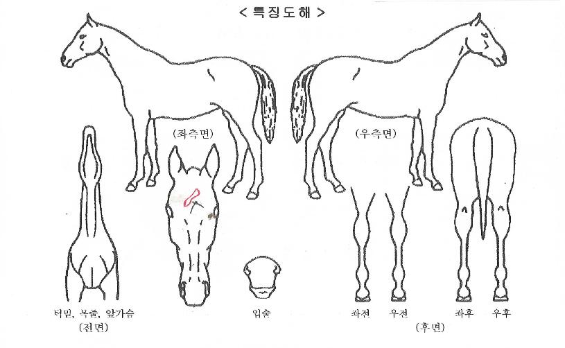 ´ÙÀ̾Ƽ±´õÀÇ Ãø¸é,¿ì¸é,µÞ¸é,µÎ»ó,´Ù¸®ÀÇ Æ¯Â¡µµÇØ