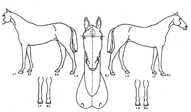 ¹®ÇÐÄ«ÀÌ·ÎÀÇ Ãø¸é,¿ì¸é,µÞ¸é,µÎ»ó,´Ù¸®ÀÇ Æ¯Â¡µµÇØ