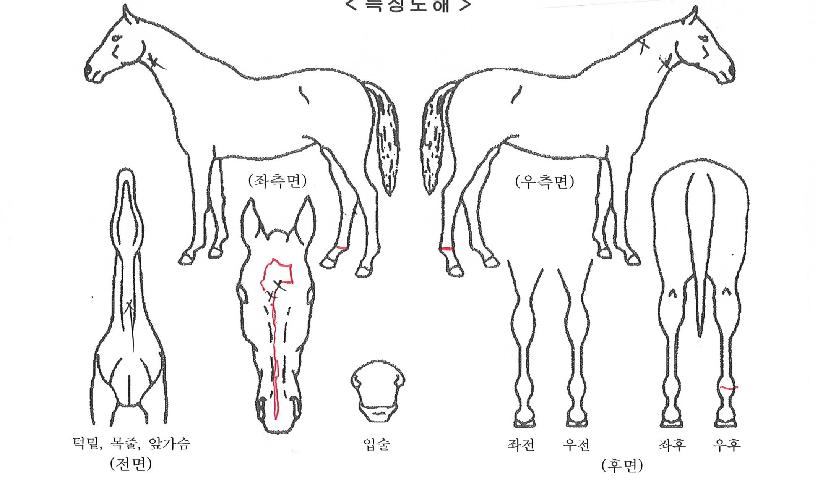 �¸�����ū�� ����,���,�޸�,�λ�,�ٸ��� Ư¡����