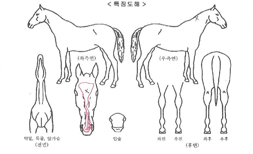 ���̾������ڸ��� ����,���,�޸�,�λ�,�ٸ��� Ư¡����