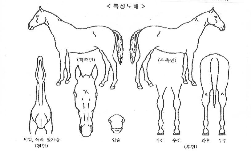 ÁÖ¸»Æ÷Ä¿½ºÀÇ Ãø¸é,¿ì¸é,µÞ¸é,µÎ»ó,´Ù¸®ÀÇ Æ¯Â¡µµÇØ