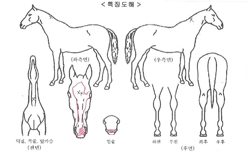 ¸¶½ºÅÍ¿ä´ÙÀÇ Ãø¸é,¿ì¸é,µÞ¸é,µÎ»ó,´Ù¸®ÀÇ Æ¯Â¡µµÇØ