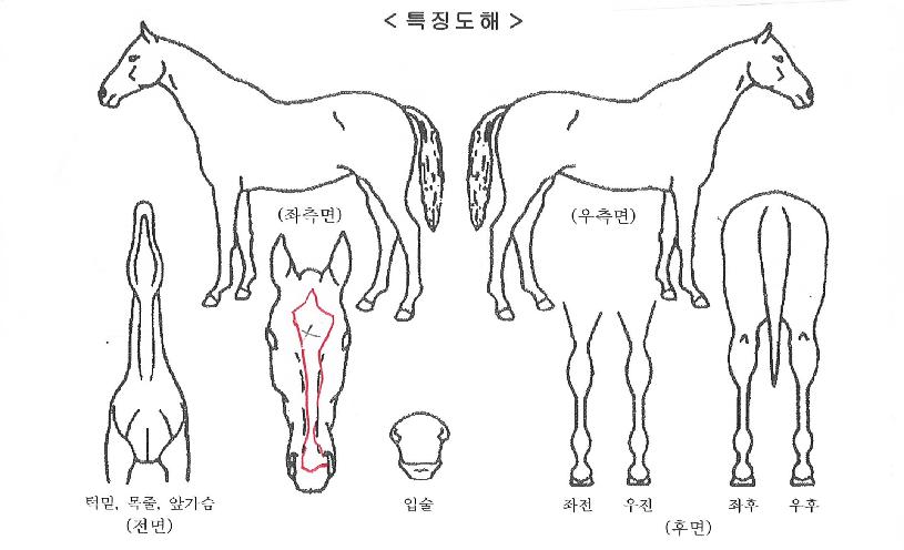 �������ڸ��� ����,���,�޸�,�λ�,�ٸ��� Ư¡����