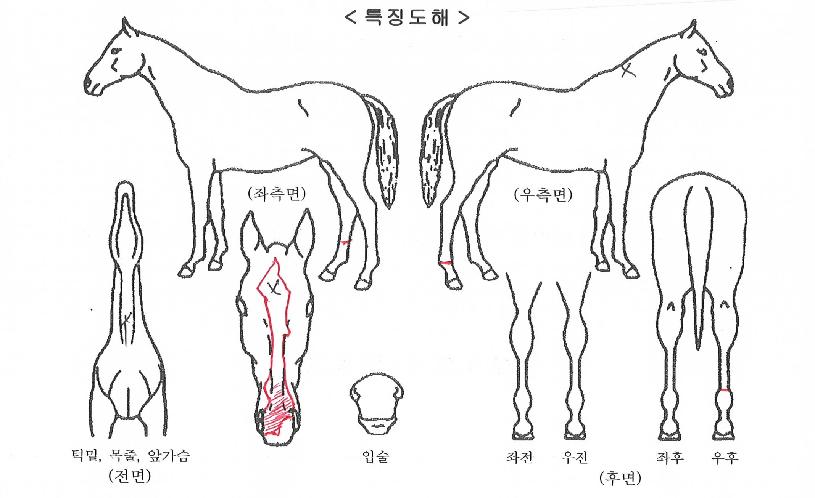 �������̵��ڸ��� ����,���,�޸�,�λ�,�ٸ��� Ư¡����