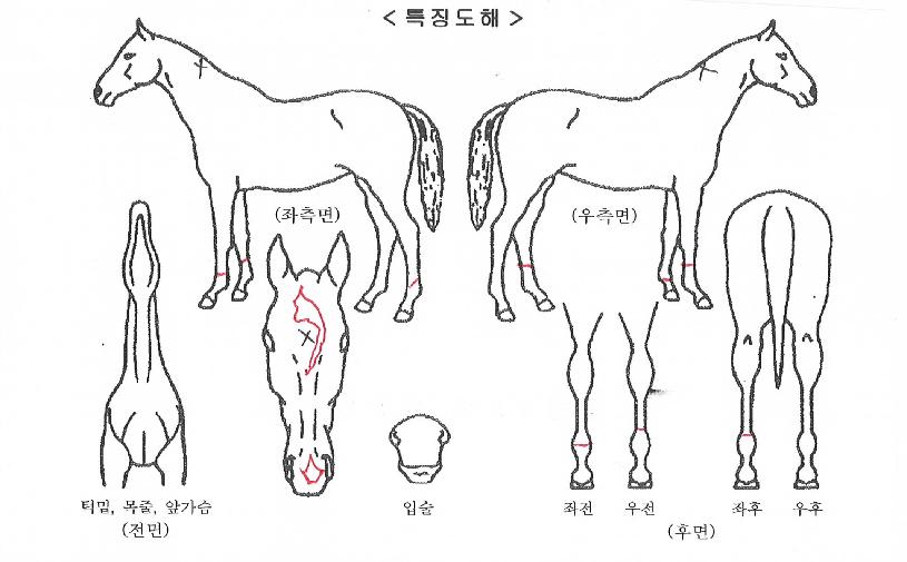 ���������ڸ��� ����,���,�޸�,�λ�,�ٸ��� Ư¡����